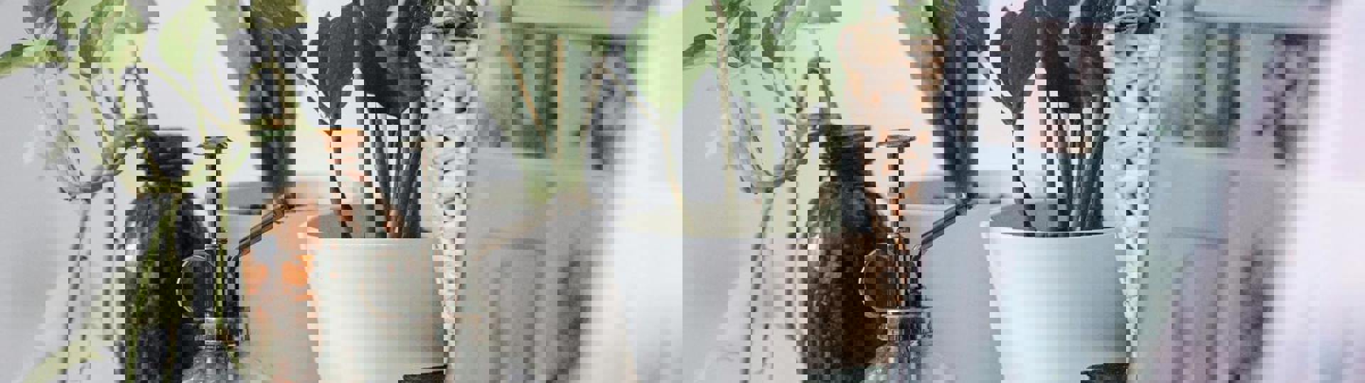 Online Shopping Digital Wallet Buckaroo